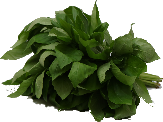 Coriander