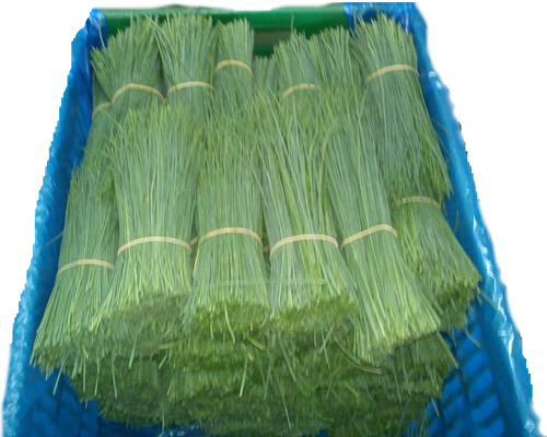 Coriander