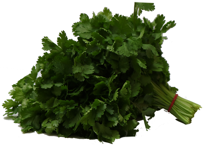 Coriander