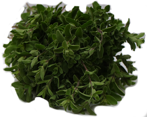 Marjoram